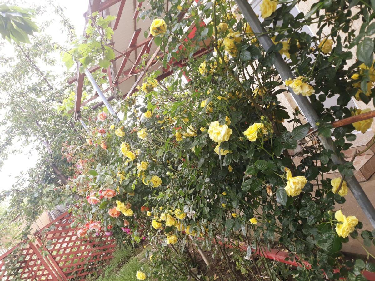 Casa De Vacanta Alexoiu 2 Mai Ngoại thất bức ảnh